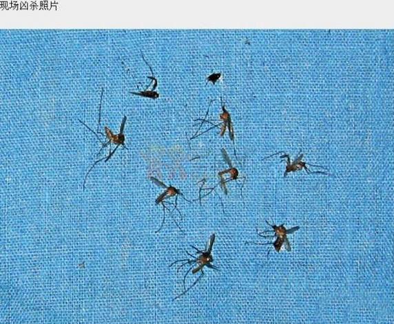 8名空姐被残忍杀害